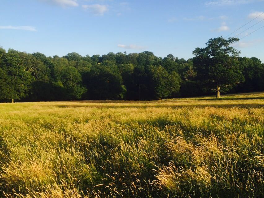 Secluded 10 Acre Fields in Sussex - Mid Sussex District, UK - Field Lover